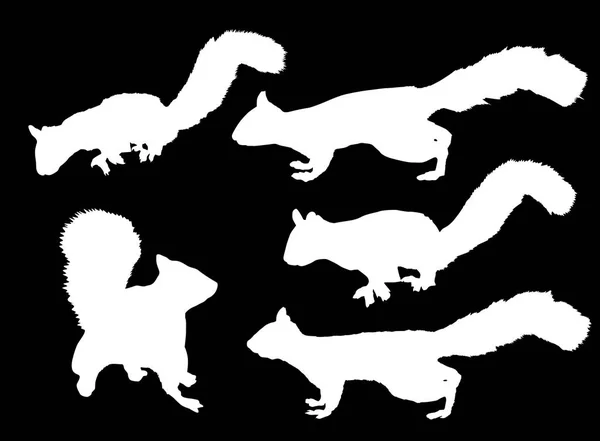 Εικονογράφηση Πέντε Σκίουρους Απομονωμένους Μαύρο Φόντο — Διανυσματικό Αρχείο