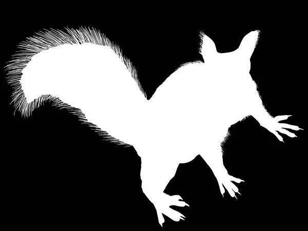 Εικονογράφηση Σκίουρος Απομονώνονται Μαύρο Φόντο — Διανυσματικό Αρχείο