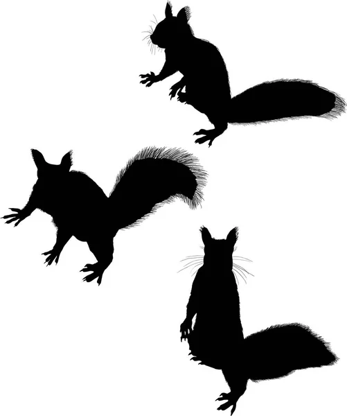 Εικονογράφηση Τρεις Σκίουρους Που Απομονώνονται Λευκό Φόντο — Διανυσματικό Αρχείο