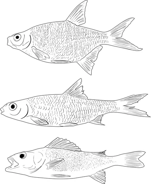 例证与三条淡水鱼查出在白色背景 — 图库矢量图片