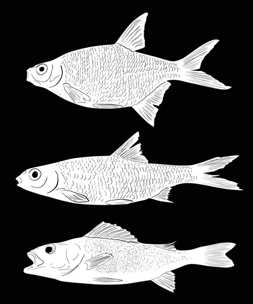 Illustration Mit Drei Süßwasserfischen Auf Schwarzem Hintergrund — Stockvektor