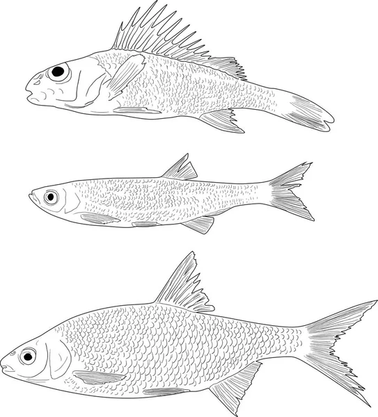 Illustration Med Uppsättning Tre Sötvatten Fiskar Isolerad Vit Bakgrund — Stock vektor