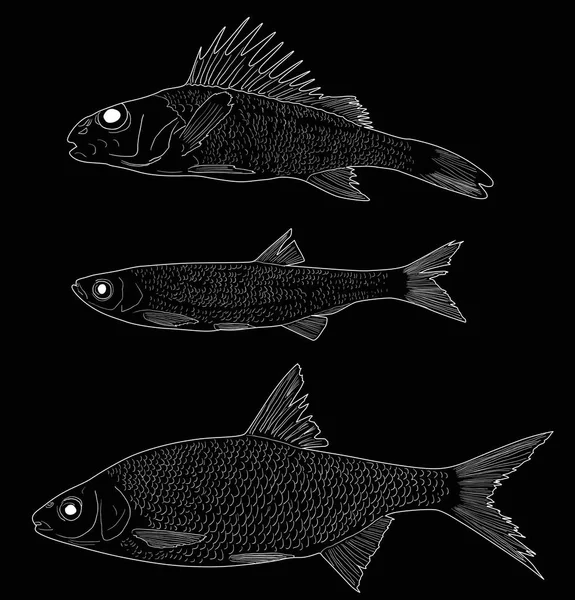 Ilustracja Zestawem Trzech Ryb Słodkowodnych Białym Czarnym Tle — Wektor stockowy