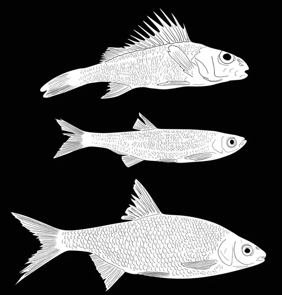 Illustration Med Uppsättning Tre Sötvatten Fiskar Isolerad Svart Bakgrund — Stock vektor