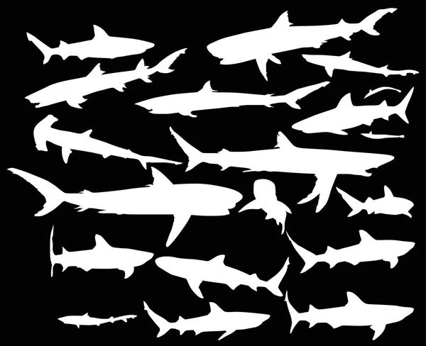 Illustration Avec Ensemble Requins Isolés Sur Fond Noir — Image vectorielle