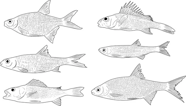 Illustration Avec Ensemble Six Poissons Eau Douce Isolés Sur Fond — Image vectorielle