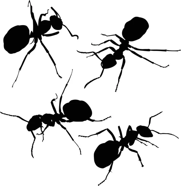 Ilustrasi Dengan Siluet Semut Terisolasi Latar Belakang Putih - Stok Vektor