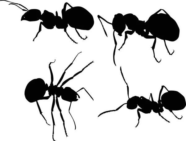 Illustration Ant Silhouettes Isolated White Background — Stock Vector