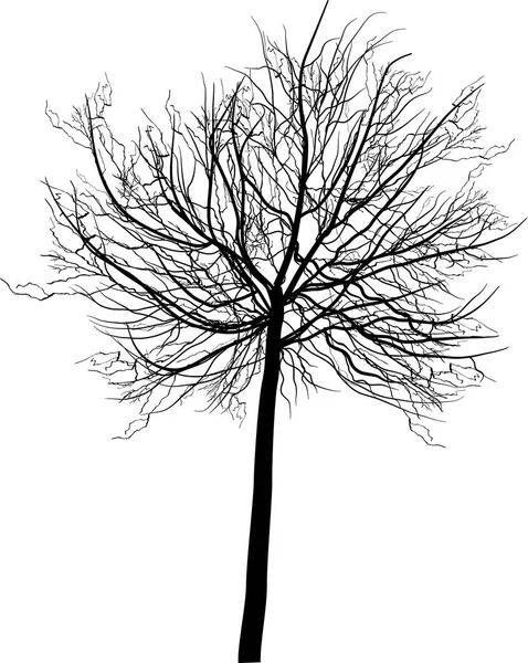 Ilustrasi Dengan Pohon Telanjang Diisolasi Pada Latar Belakang Putih - Stok Vektor