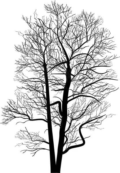 Illustration Med Bar Träd Isolerad Vit Bakgrund — Stock vektor