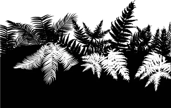 图与黑色和白色蕨类植物背景 — 图库矢量图片