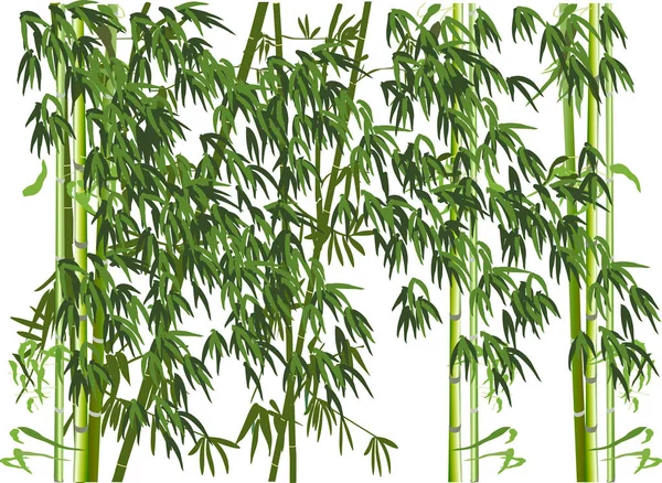Illustration Green Bamboo Plants — Stock Vector