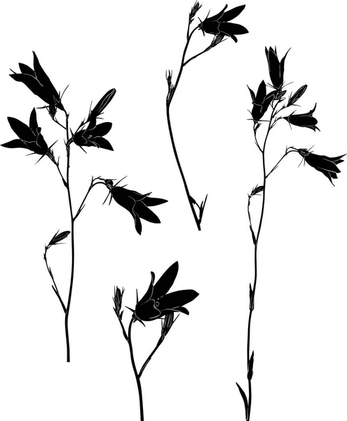 Illustration Black Campanula Flowers Isolated White Background — Stock Vector