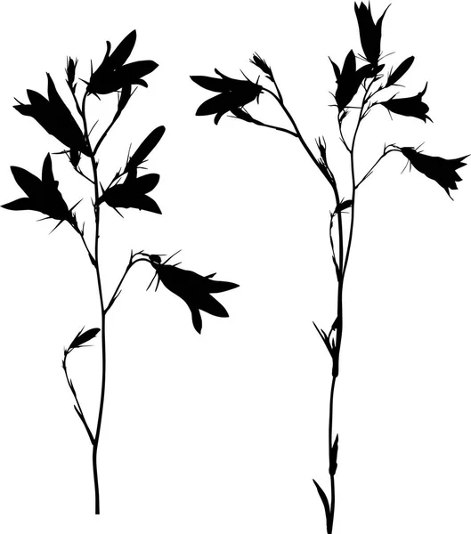 Ilustración Con Flores Campanilla Negras Aisladas Sobre Fondo Blanco — Vector de stock