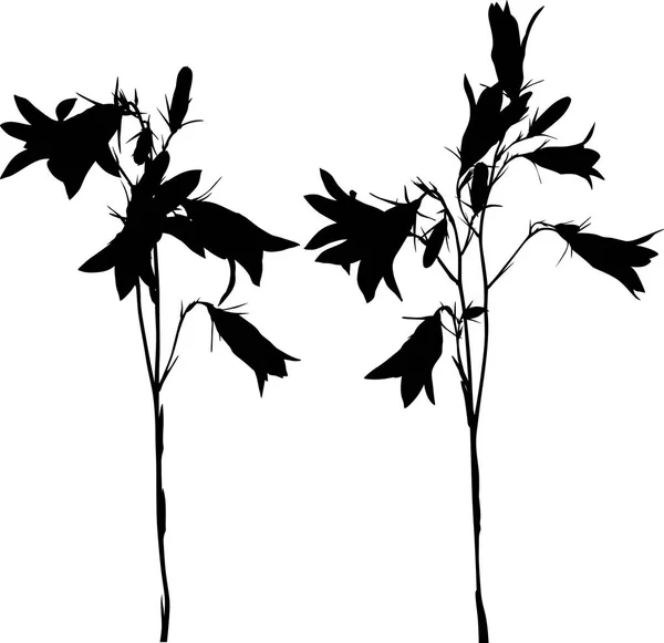 Иллюстрация Черной Campanula Цветы Изолированы Белом Фоне — стоковый вектор