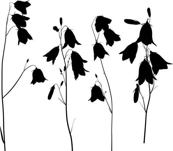 Illustration Med Svart Campanula Blommor Isolerad Vit Bakgrund — Stock vektor