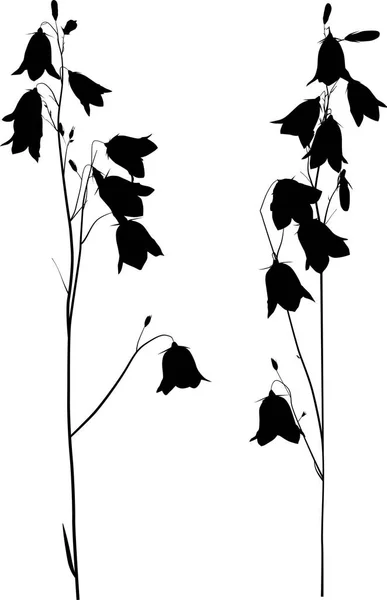 Illustration Med Svart Campanula Blommor Isolerad Vit Bakgrund — Stock vektor