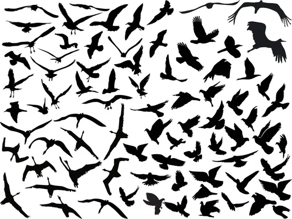 Ilustração Com Coleção Pássaros Fundo Branco — Vetor de Stock