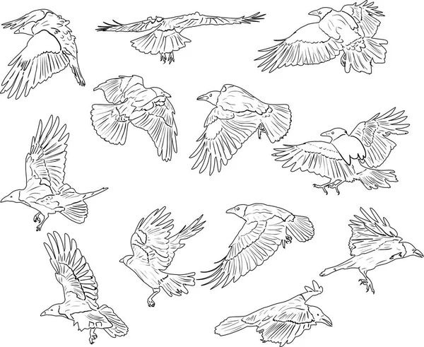 插图与一套十二乌鸦剪影被隔绝在白色背景上 — 图库矢量图片