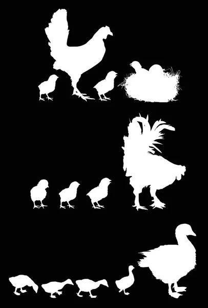Illustration Avec Silhouettes Néonatales Gosling Isolées Sur Fond Noir — Image vectorielle