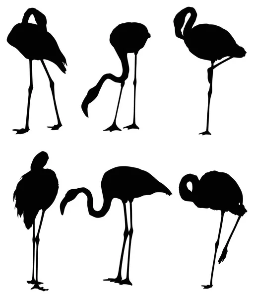 Ilustracja Zestaw Sześciu Flamingo Sylwetki Białym Tle — Wektor stockowy