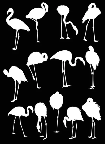 Ilustracja Zestawem Trzynastu Sylwetki Flaminga Izolowane Czarnym Tle — Wektor stockowy