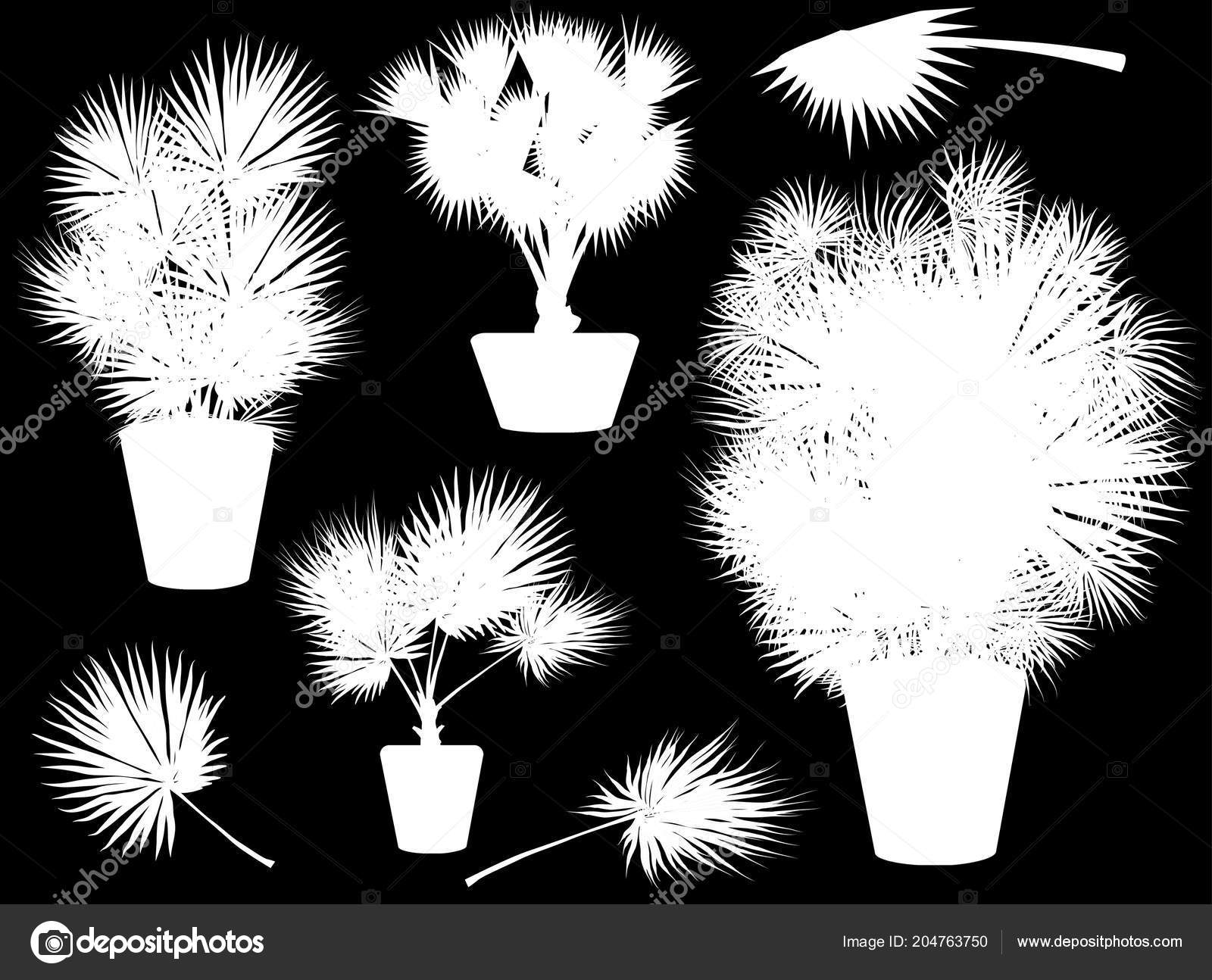 Illustration White Palm Trees Pots Isolated Black Background Stock