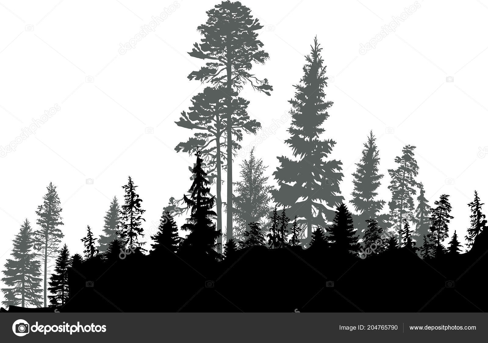 Illustration Black Forest Isolated White Background Stock Vector by ©Dr