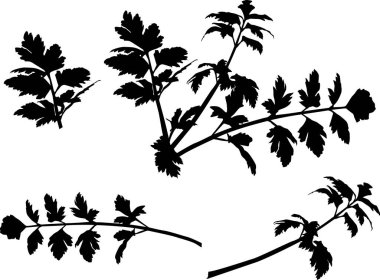 siyah kereviz beyaz artalan üzerinde izole