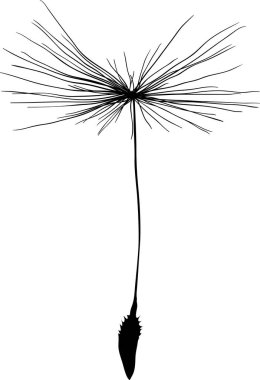 bekar beyaz arka planda izole karahindiba tohum siluet