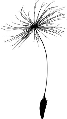 bekar beyaz arka planda izole karahindiba tohum siluet