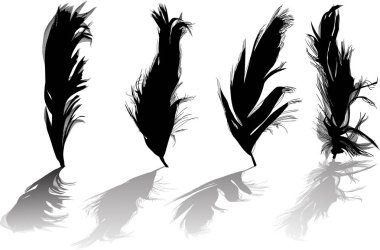 Beyaz arkaplanda izole edilmiş dört tüylü illüName