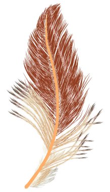 illüstrasyon izole beyaz arka plan üzerinde tek kahverengi tüy ile