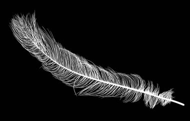 Siyah arkaplanda devekuşu tüyü silueti olan illüstrasyon