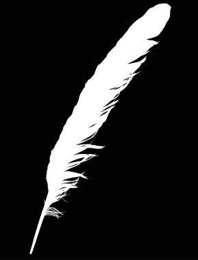 Beyaz arka plan üzerinde tek beyaz tüy ile illüstrasyon