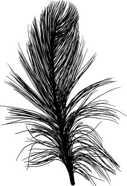 Beyaz arkaplanda tek siyah tüy ile illüstrasyon