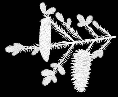 illüstrasyon izole siyah arka plan üzerine köknar dalı ile