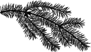 illüstrasyon izole beyaz zemin üzerine köknar dalı ile