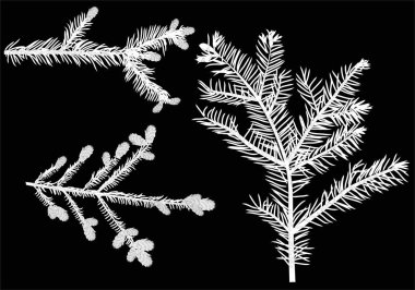 Siyah arkaplanda izole edilmiş köknar dalları ile illüstrasyon