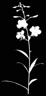 Siyah arkaplanda yabani çiçek siluetine sahip bir resim