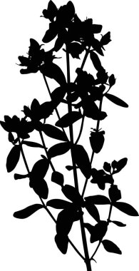 Beyaz arkaplanda yabani çiçek siluetine sahip illüstrasyon