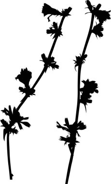 Beyaz arkaplanda yabani çiçek siluetine sahip illüstrasyon