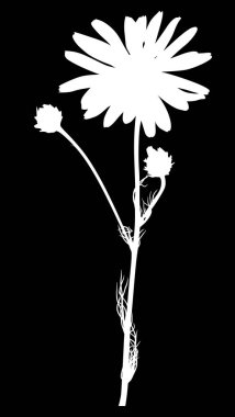 Siyah arkaplanda izole edilmiş papatya çiçeği siluetleri ile illüstrasyon