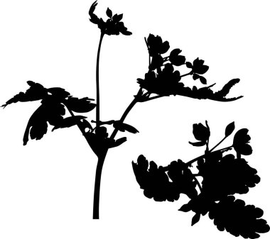 Beyaz arka planda izole edilmiş yabani çiçek siluetleri ile illüstrasyon