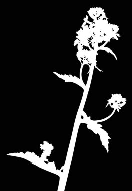 Siyah arkaplanda yabani çiçek siluetine sahip bir resim