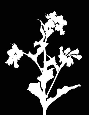 Siyah arkaplanda yabani çiçek siluetine sahip bir resim