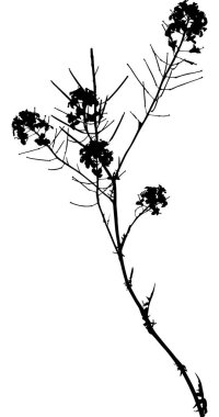 Beyaz arkaplanda yabani çiçek siluetine sahip illüstrasyon