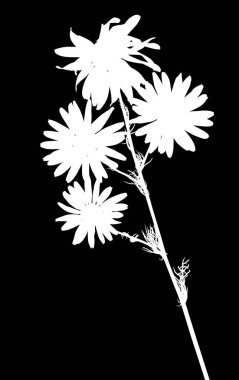 resimde siyah izole papatya çiçek siluetleri ile