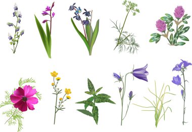 resimde beyaz arka plan üzerinde izole kır çiçekleri koleksiyonu kümesi ile