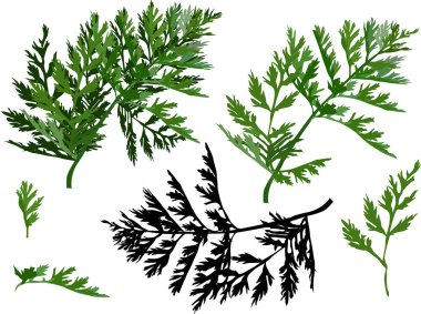 Beyaz arkaplanda izole edilmiş yeşil yapraklı çizimler